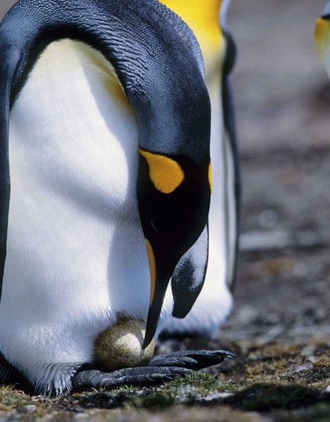 Falkland Islands King penguin tends single egg